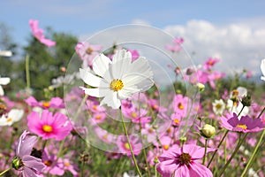 Macro shot of a beautiful pink cosmos flowers and blue sky.