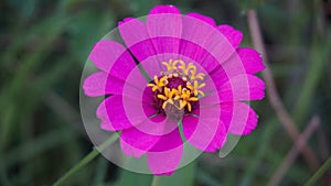 Macro Shot of Beautiful Pink Flower Isolated With Blurry Green Nature Background