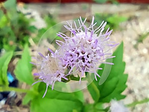 Macro shot of a beautiful purple flower. Purple flowers. The purple flowers bloomed beautifully beside the wall.