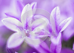 Macro shot of beautiful purple triplet lilies