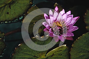 Macro shot of a beautiful purple water lily under sunbeams
