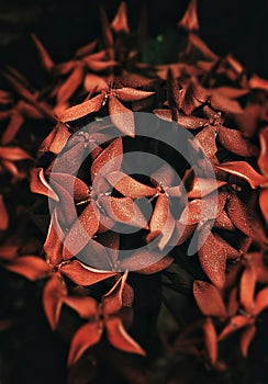 A macro shot of a beautiful red flowers