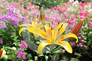 Macro shot of beautiful red tiger lily flowers or lilly blossoms