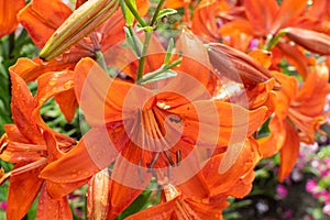 Macro shot of beautiful red tiger lily flowers or lilly blossoms