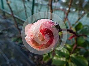 Macro shot of beautiful single frozen pink and red rose covered with early morning frost crystals
