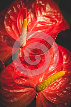 Macro shot of beautiful spadix. Vintage natural floral background,