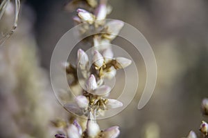 Macro shot of beautiful tiny unopened flowers background