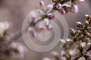 Macro shot of beautiful tiny unopened flowers background