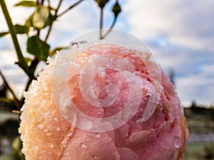 Macro shot of beautiful wet and frozen pink rose covered with early morning frost crystals with garden background