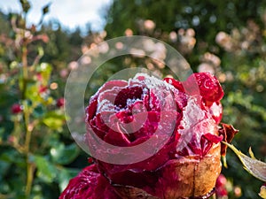 Macro shot of beautiful wet and frozen red rose covered with early morning frost crystals with garden background
