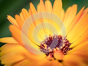 Macro shot of a beautiful yellow and orange gerber daisy