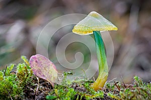 Macro shot of beautifully colored little mushroom Parrot Toadstool