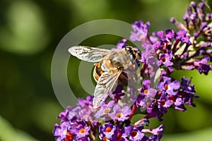 Macro shot of a bee collecting pollen from the beautiful purple flowers of the butterfly-bush