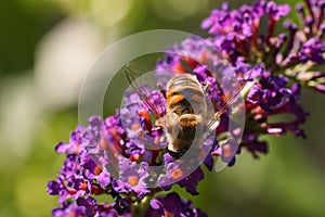 Macro shot of a bee collecting pollen from the beautiful purple flowers of the butterfly-bush