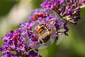 Macro shot of a bee collecting pollen from the beautiful purple flowers of the butterfly-bush
