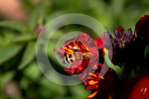 Macro shot of a bee collecting pollen from a dark-red flower in a garden