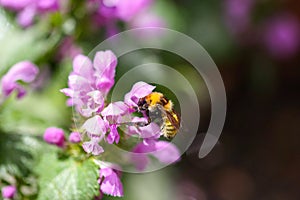 Macro shot of a bee crawling on a purple flower on a blurred background