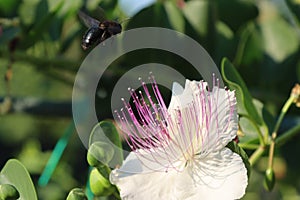 Macro shot of a bee flying near a beautiful white caper flower
