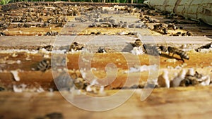 Macro shot of a bee frame. Slow motion. Bees close-up inside the honeycomb. Bees inside the beehive. Honeycomb close up
