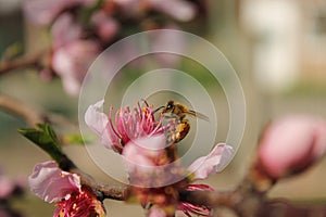 Macro shot of a bee gathering nectar on pink flower