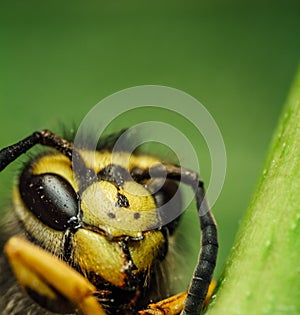 Macro shot of bee head with green stem