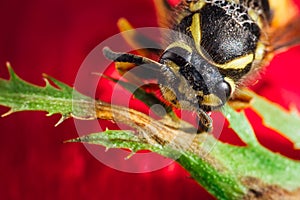 Macro shot of bee head on red flower