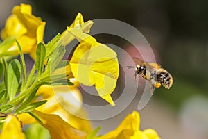 Macro shot of a bee hovers above a yellow flower
