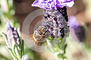 Macro shot of a Bee in a Lavander`s flower 3