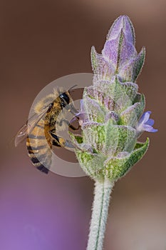 A macro shot of a bee on a lavender flower photo