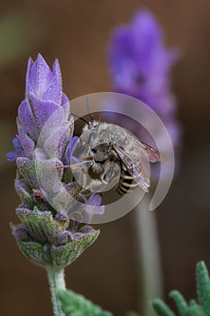 De miel de abeja sobre el lavanda flor 