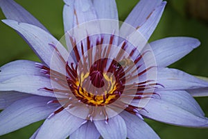 Macro Shot of a Bee Pollinating a Purple Tigress Water Lily