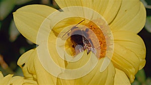 Macro Shot of a Bee Pollinating a Yellow Flower