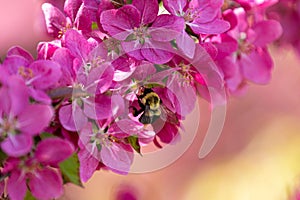 Macro shot of a bee sitting on beautiful pink flowers of blooming tree on sunny day