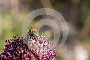 Bee sitting on a pink flower