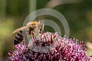 Bee sitting on a pink flower