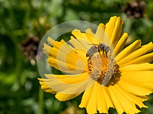 Macro shot of a bee sitting on yellow daisy flower