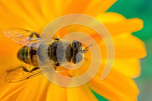 Macro shot of a bee sitting on yellow flower