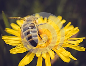 Macro shot of a bee sitting on yellow flower