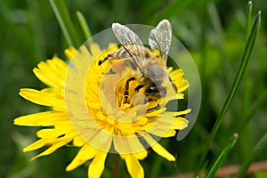 Macro shot of a bee sitting on yellow flower