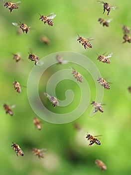 Macro shot of bees flying in apiary, close up of honey bee on green background