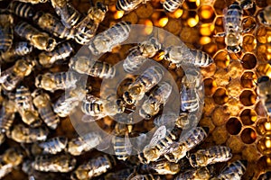 Macro shot of bees on a honeycomb