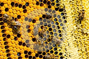 Macro shot of bees in a honeycomb