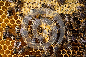 Macro shot of bees