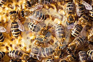 Macro shot of bees