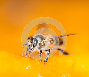 Macro shot of bees Sweet drink