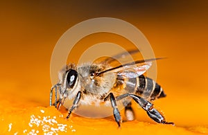 Macro shot of bees Sweet drink