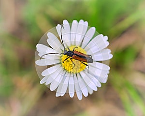 A macro shot of a beetle on a flower. Detailed and beautiful