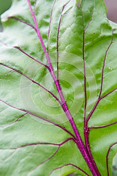 Macro shot of beetroot leaf background texture. Green leaf with purple veins close up