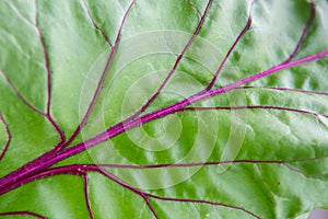 Macro shot of beetroot leaf background texture. Green leaf with purple veins close up. Plant background