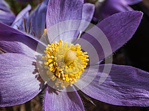 Macro shot of Bell-shaped, purple flower of Eastern pasqueflower or cutleaf anemone Pulsatilla patens in early spring